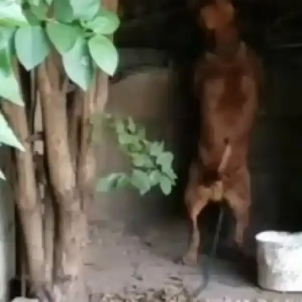 Actor Segun Arinze Shares Shocking But Funny Video Of A Dog Twerking. Fans React